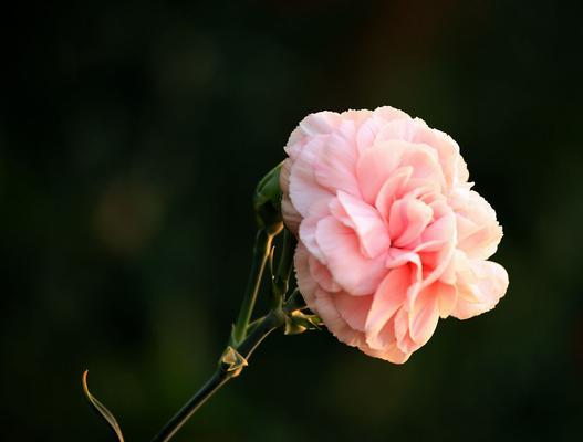 康乃馨——花语与寓意（深入了解康乃馨的花语和象征意义）