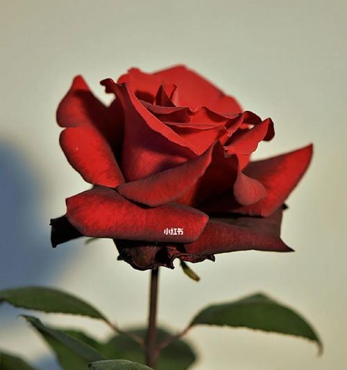 大红色玫瑰的花语含义（探究大红色玫瑰代表的爱情、欲望和敬意）