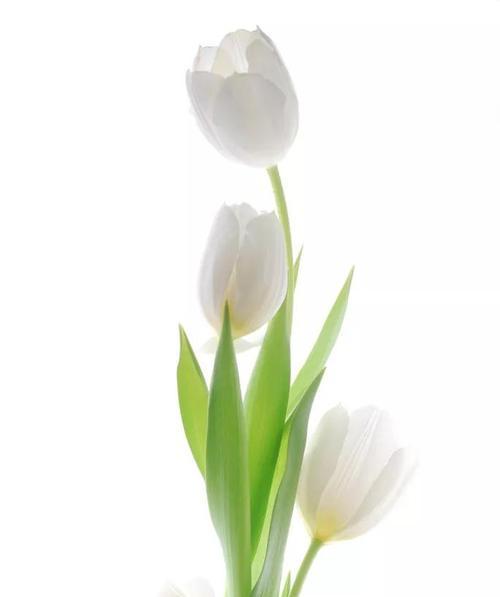 郁金香——花语与美丽（解读郁金香的花语，欣赏它的多彩美丽）