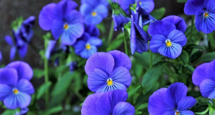 蓝色紫罗兰的花语（揭开蓝色紫罗兰的八个含义）