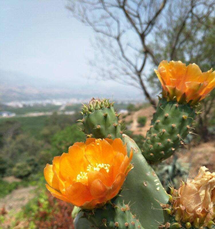 仙人掌花的花语（揭示仙人掌花背后的含义，让你更加了解它）