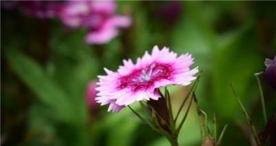 石竹花寓意——勇气和坚韧（探索石竹花的花语和文化内涵）