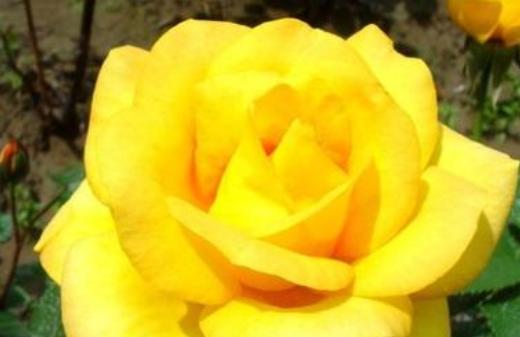 黄玫瑰的寓意与象征——黄玫瑰所代表的含义（探索黄玫瑰的象征意义，让你更好地理解这朵花的意义）