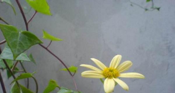 常春藤的花语——永恒的爱情