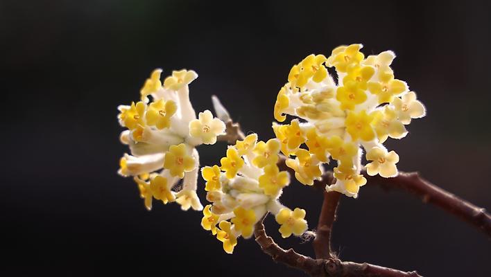 结香花的传说与花语（寓意深刻的花语背后的故事）