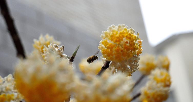 结香花的传说与花语（寓意深刻的花语背后的故事）