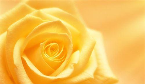 黄玫瑰花语的美丽寓意（欢乐、幸福、感激、友谊与爱情——解读黄玫瑰的不同寓意）