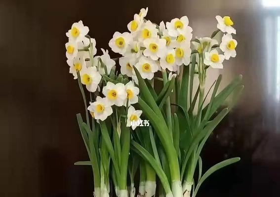 水仙花——春之使者（探寻水仙花的世界）