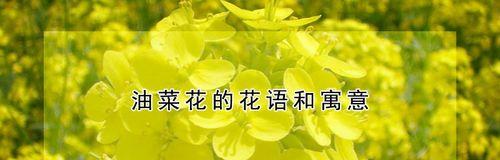 油菜花的花语与寓意（探寻这些美丽的黄色花朵背后的含义）