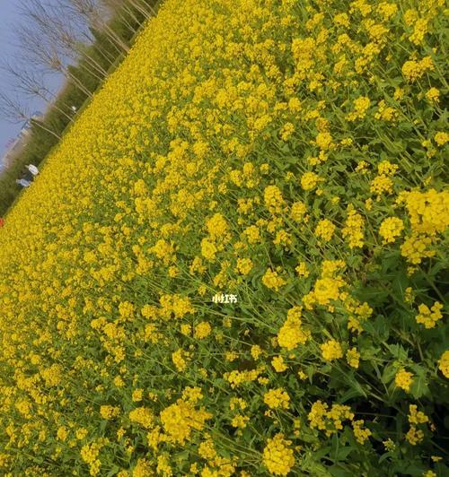 油菜花的花语与寓意（探寻这些美丽的黄色花朵背后的含义）