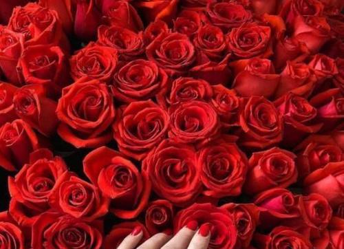 红玫瑰的含义（浪漫的爱情与热情）