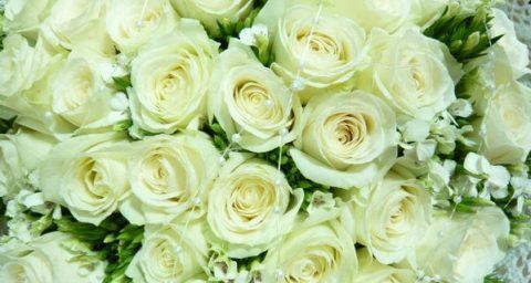 白玫瑰花语与寓意（唯美的象征、美丽的心意与纯洁的爱）