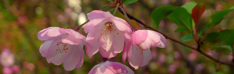 海棠花意——寓意与花语解析（深入剖析海棠花的内涵与象征意义）