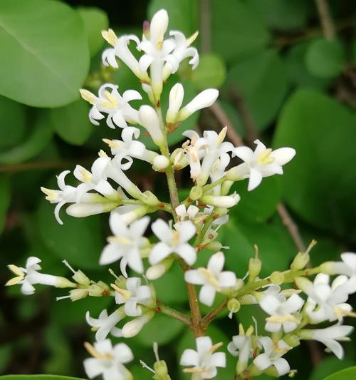 女贞花花语大揭秘（探究女贞花的丰富内涵及传说）