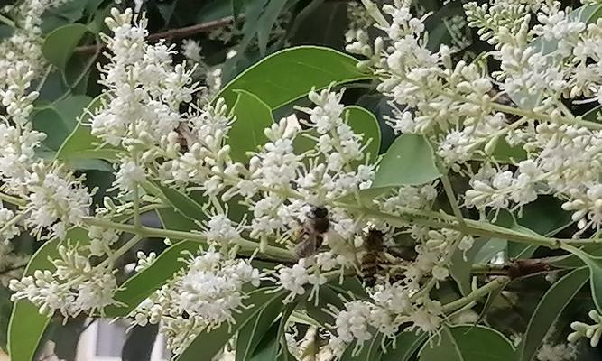 女贞花花语大揭秘（探究女贞花的丰富内涵及传说）