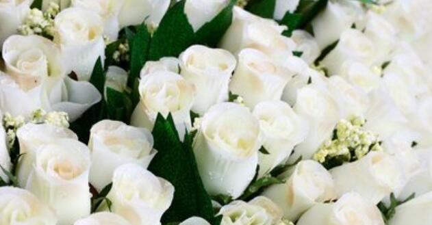 白色玫瑰的含义与象征（纯洁、真诚、祝福的代表）