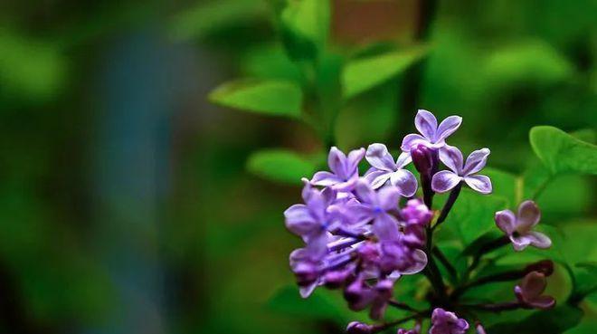 紫丁香的花语（寓意深刻的紫丁香花，你知道它的含义吗？）