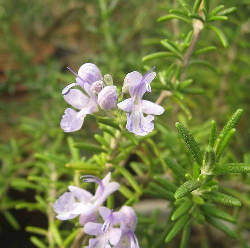 从希腊神话到现代寓意，迷迭香花语的故事（从希腊神话到现代寓意，迷迭香花语的故事）