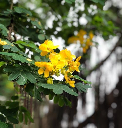 黄槐花的花语（探究黄槐花所代表的花语及文化内涵）