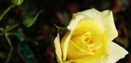 黄色玫瑰的花语与寓意（探索黄色玫瑰背后的情感与象征）