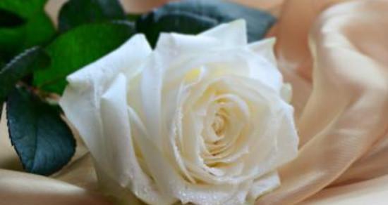 白玫瑰——纯洁之花（探究白玫瑰的花语和寓意）