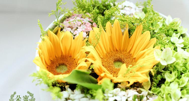 小太阳花的花语——传递温暖与坚持（阳光、勇气、坚韧、感恩）