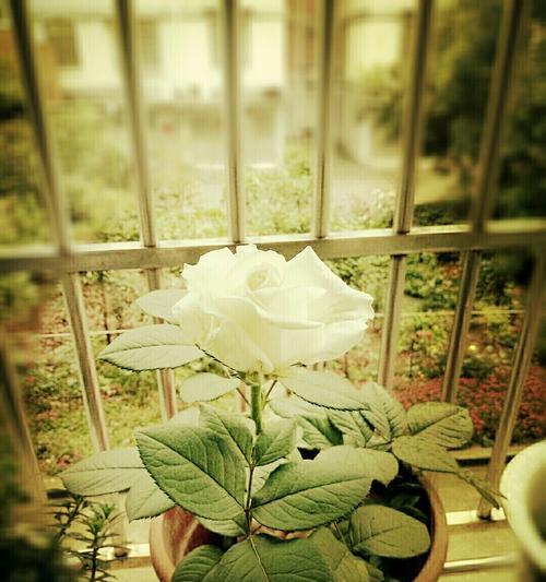 白玫瑰的寓意（探究一朵白玫瑰的代表意义与文化内涵）