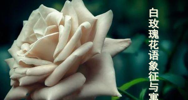 白玫瑰花语（花开花落，爱情长存）