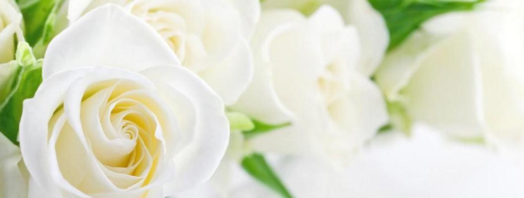 白玫瑰花语（花开花落，爱情长存）