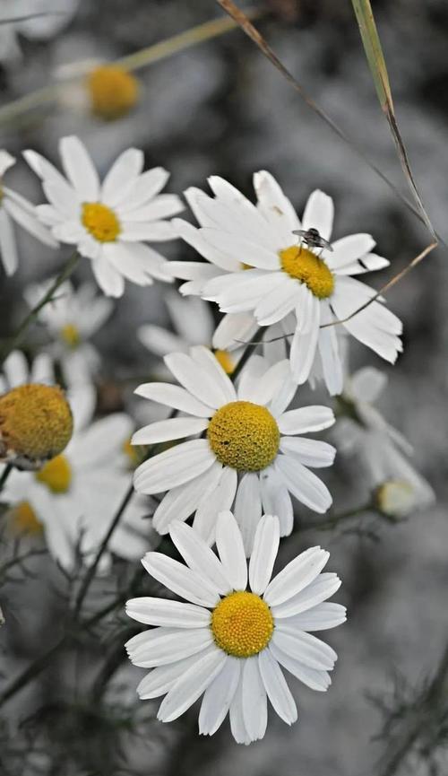 赏析春日之美——菊花的花语与寓意（花开一季，浪漫绽放——解读菊花的八重涵义）