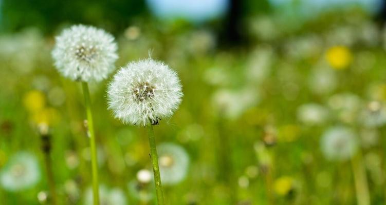 蒲公英的花语、寓意与象征（探寻蒲公英的深意）