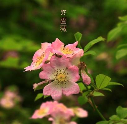 野蔷薇的花语与象征意义（探索野蔷薇的精神内涵，解读花语代表的含义）