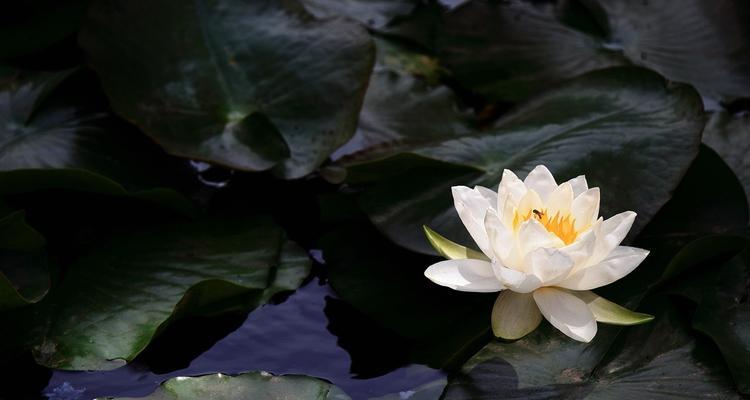 并蒂莲花的美丽传说（花语的启示与人生的启迪）