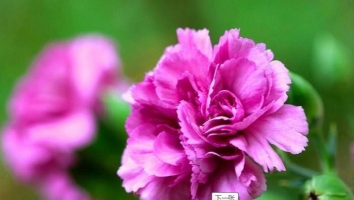 康乃馨花语的含义（解读康乃馨的不同寓意与象征）