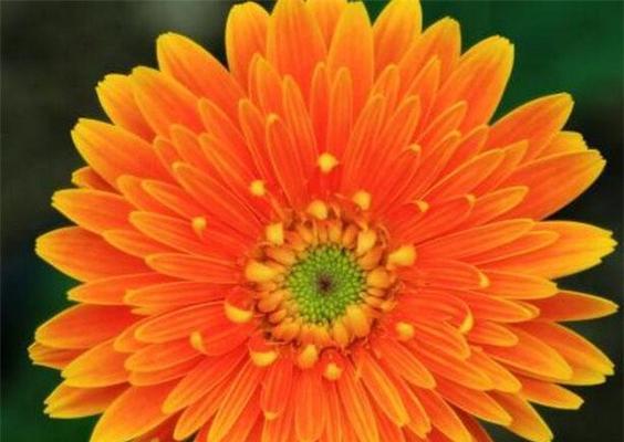 赏读非洲菊的花语（探秘非洲菊花语的八大含义）
