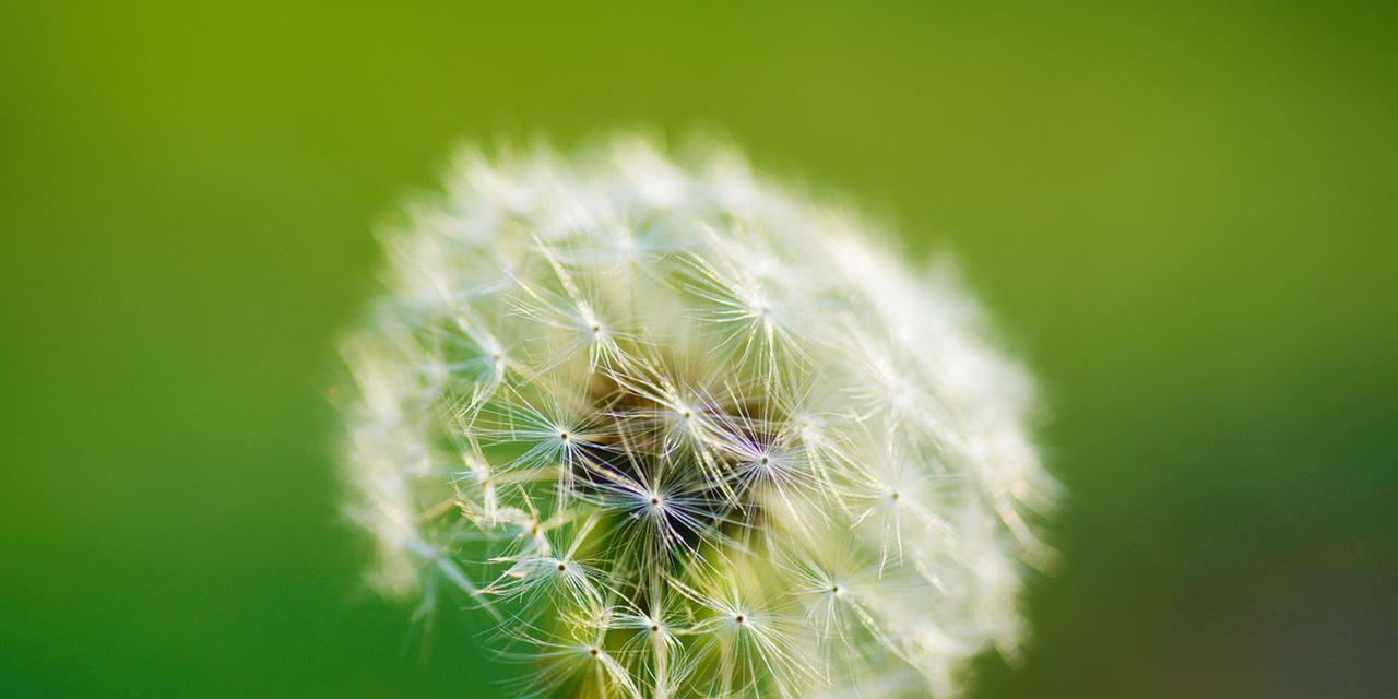 蒲公英的花语（探寻自由、希望与坚强）