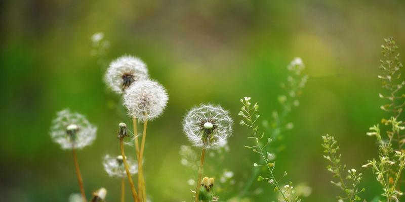 蒲公英的花语（探寻自由、希望与坚强）