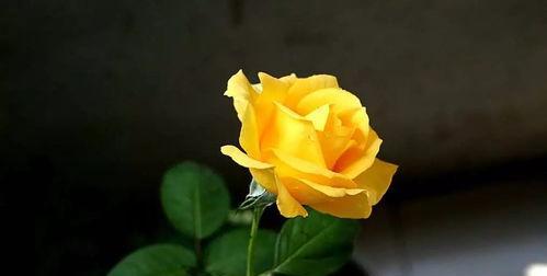 黄玫瑰花的象征意义（揭秘黄玫瑰花的代表意义与文化内涵）