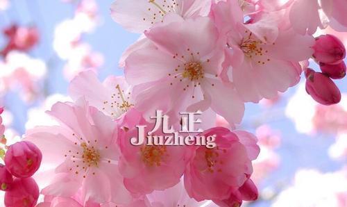 山樱花与西洋樱花的花语（探究两种樱花的传统和现代象征意义）