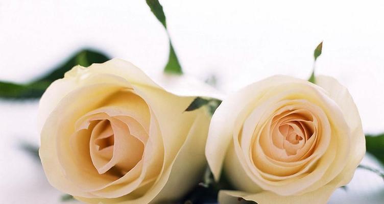 白色玫瑰花语（揭开白色玫瑰神秘面纱，感受它的深刻内涵）