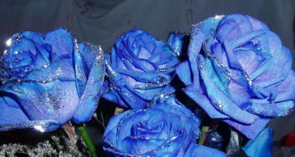蓝色玫瑰的花语（解读蓝色玫瑰的神秘情感）