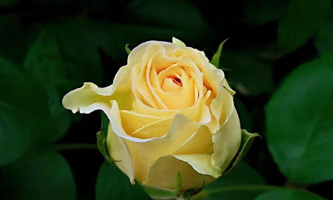 黄玫瑰花的寓意（探究黄玫瑰所代表的含义）