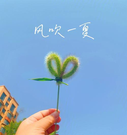 狗尾巴花的花语与含义（揭秘狗尾巴花背后的花语文化）