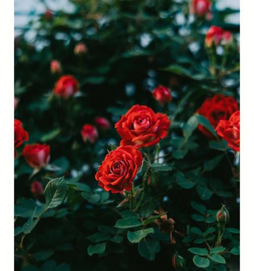 红蔷薇——情人的专属花（传递爱情的芬芳与深情）