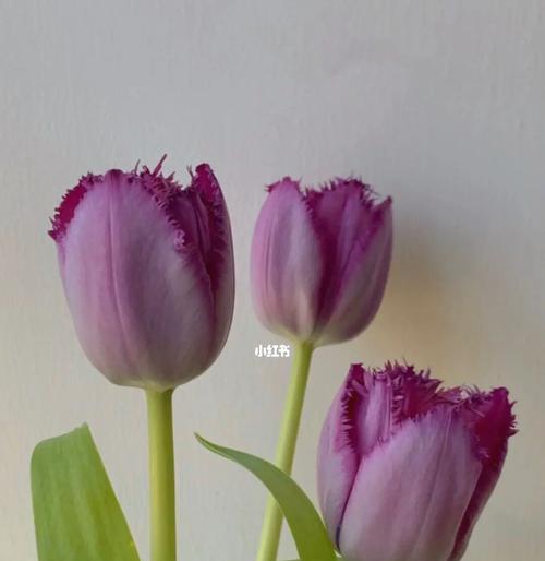 紫色郁金香花语（深情厚谊、高贵优雅）