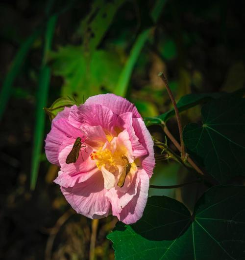 芙蓉花的花语（传递着美好与祝福）