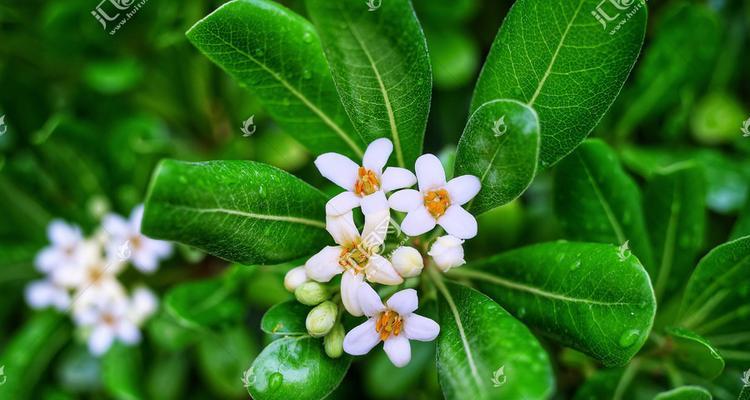 海桐花的花语（探究海桐花的含义与象征）