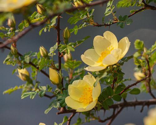 黄蔷薇的花语及其深刻的意义（用花语解读黄蔷薇代表的情感）