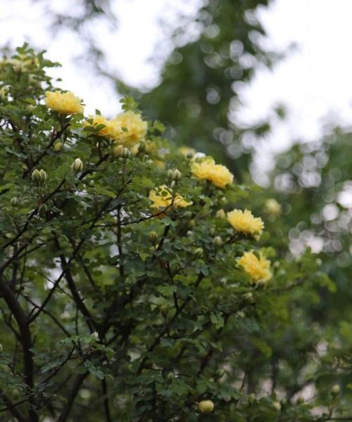 黄蔷薇的花语及其深刻的意义（用花语解读黄蔷薇代表的情感）