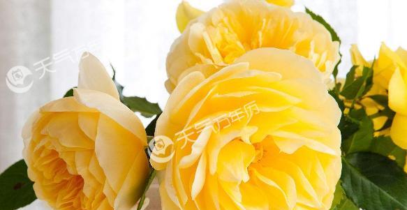 黄玫瑰花语的含义（解析黄玫瑰的花语和象征意义，了解生活中的应用）